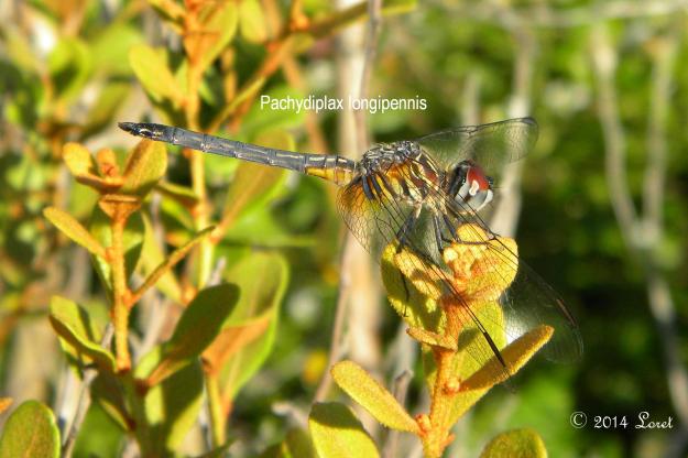 Blue Dasher Dragonfly rests on coastalplain staggerbush