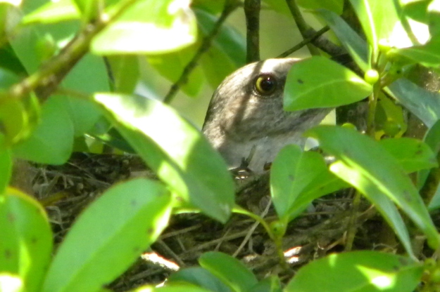 dahoon holly, a Florida native plant provides excellent coverage for nesting birds, such as this mockingbird
