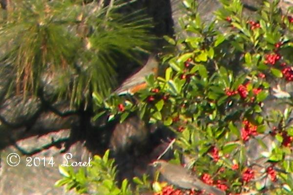 Robins in dahoon holly tree, a Florida Native Plant