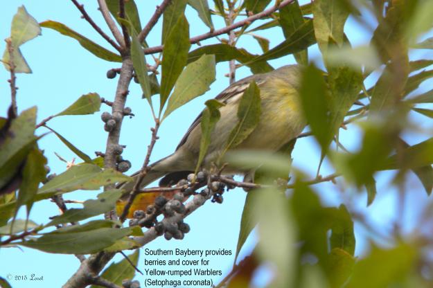 Warblers flock to Myrica cerifera to feast on waxy berries