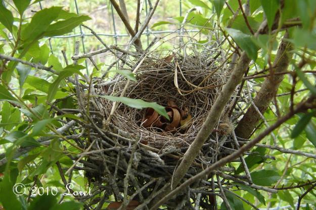 birds find nesting cover within the branches of Wax Myrtle